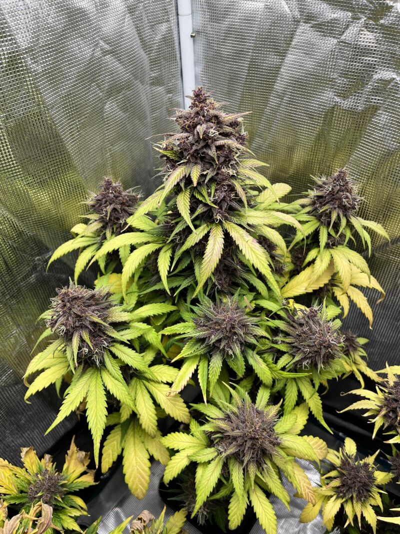 Purple Haze Auto, Фасовка: 3, изображение 7